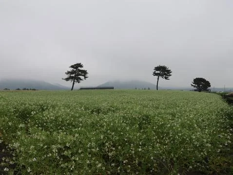 A large tree stands in a field of grass Stock Photos