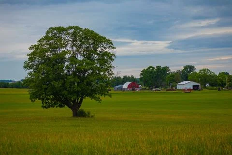 A Large Tree Stands In Front Of A Distant Barn On A Cloudy Afternoon Stock Photos