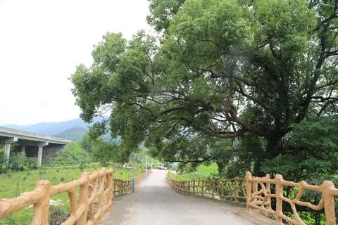 A large tree stands on the left side of an asphalt road, with wooden railin.. Stock Photos