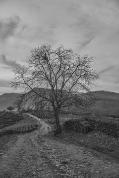 A large tree stands in the middle of tea plantations black and white Stock Photos