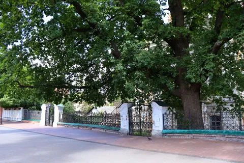 Large tree stands next to a wrought iron fence along a brick sidewalk in a quiet Foto stock