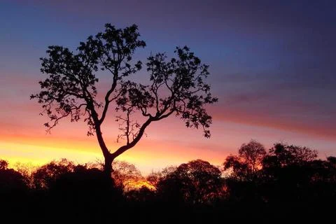 Large tree stands out in the sunset 스톡 사진