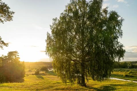 A large tree stands by a river as the sun sets behind it Stock Photos