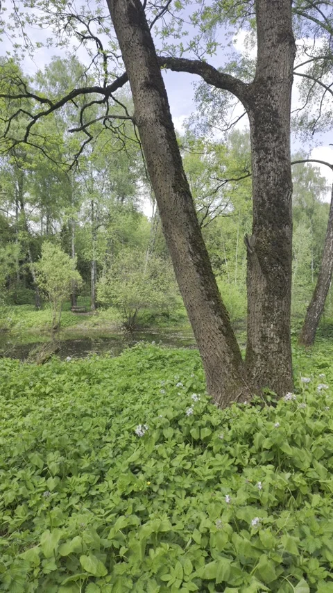 A large tree stands surrounded by thick green vegetation near a forest pond. Stock Footage 335028326