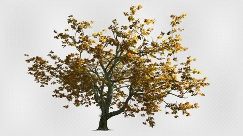 A large tree stands in the wind; its leaves sway against 動画素材 339474550
