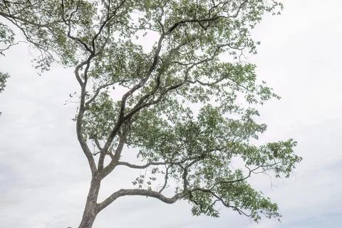 Large Tree with Strong Branches and Vibrant Green Foliage Stock Photos