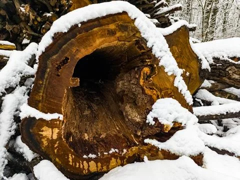 A large tree stump covered in snow in the woods Stock Photos