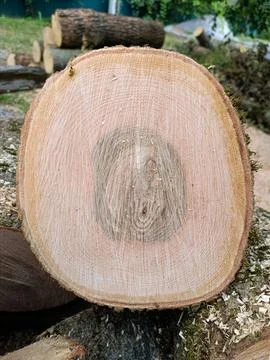 A large tree stump with a cross section cut in half Stock Photos