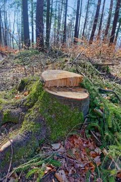 Large tree stump in a forest Stock Photos