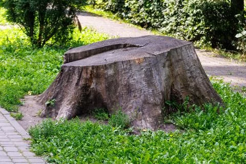 Large tree stump in green grass near paved path Stock Photos