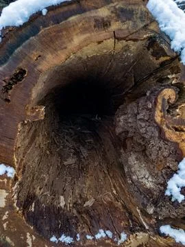 A large tree stump with a hole in it in the snow Stock Photos