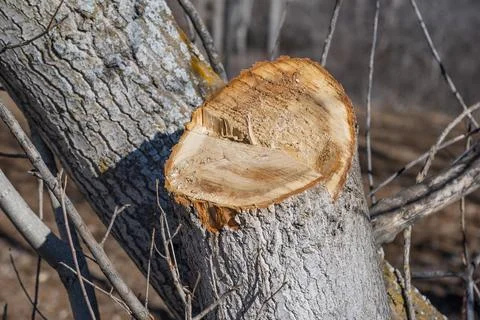 A large tree stump with a hole in the middle Stock-Fotos