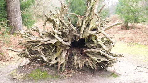 A large tree stump with many roots sticking out of it Stock Footage 302443334