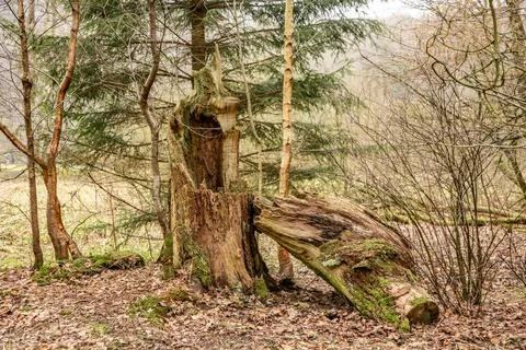 A large tree stump is in the middle of a forest Stock Photos