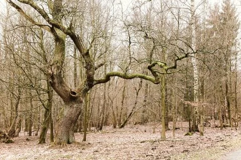 A large tree stump is in the middle of a forest Stock Photos
