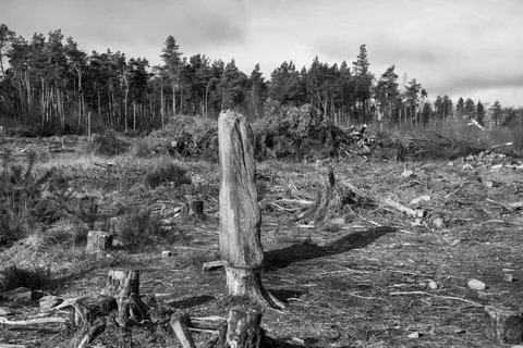 A large tree stump is in the middle of a forest 스톡 사진