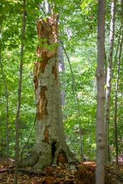 Large Tree Stump Stock-Fotos