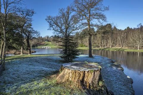 Large tree stump Stock Photos