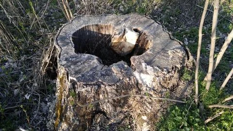 Large tree stump. Stock Photos