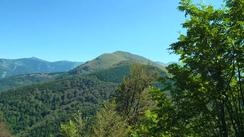 Large tree stump rests in lush green forest. Balkan Mountains Serbia Stockbeeldmateriaal 344531114