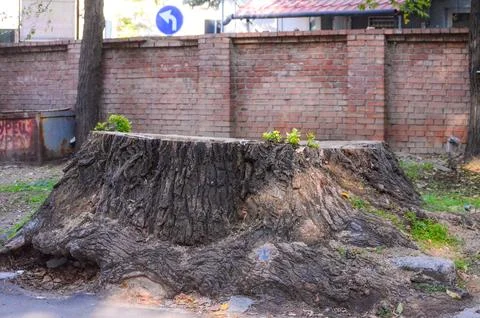 A large tree stump sits in front of a brick wall. Foto stock