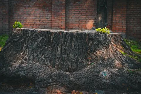 A large tree stump sits in front of a brick wall. Stock Photos