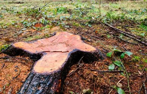 A large tree stump sits in the grass Stock Photos