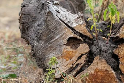 A large tree stump sits in a grassy field. The stump is partially covered in  Stock Photos