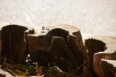 A large tree stump sits on the ground next to a road. Stock Photos