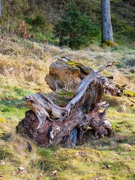 A large tree stump is sitting in the grass Stock Photos