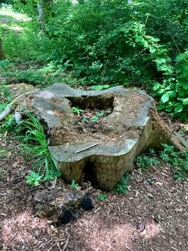 A large tree stump with some greenery growing on it is located in a quiet f.. Stock Photos