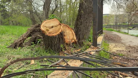 Large Tree Stump Stands Behind a Broken Metal Fence in a Riverside Park Stock Footage 333185834