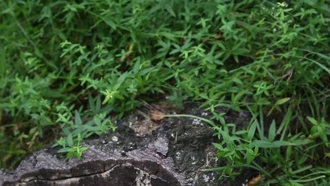 Large tree stump in summer forest Stock-Footage 72706137