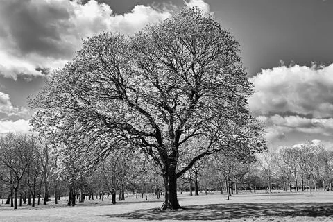Large tree in a sunny day Stock Photos
