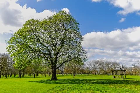 Large tree in a sunny day Stock Photos