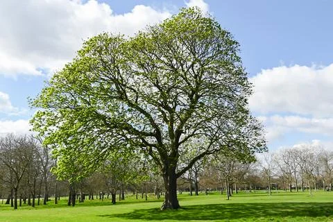 Large tree in a sunny day Stock Photos