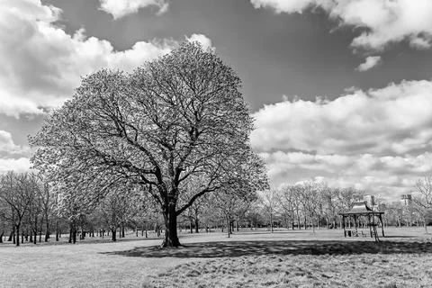 Large tree in a sunny day Stock Photos