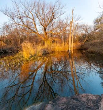 Large Tree With Sunset Light Reflecting on Large Lake Stock Photos