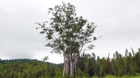 A large tree with supporting roots. Stock Footage 316951249