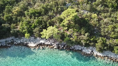 A large tree surrounded by water Stock Footage 130400807