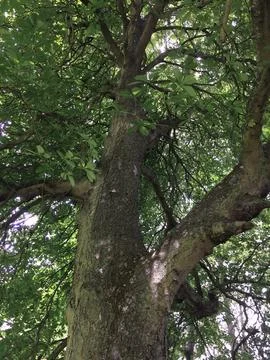A large tree with thick foliage and a thick trunk in the forest Stock Photos