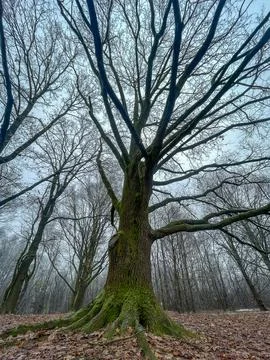A large tree with thick moss-covered roots and wide branches stands in a quie Stock-Fotos