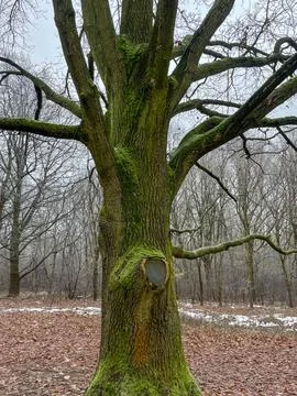 A large tree with thick moss-covered roots and wide branches stands in a quie 스톡 사진
