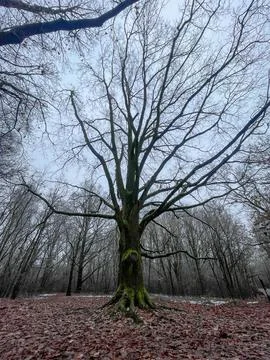 A large tree with thick moss-covered roots and wide branches stands in a quie 스톡 사진