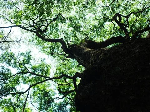 A large tree with a thick trunk and many branches. Stock Photos
