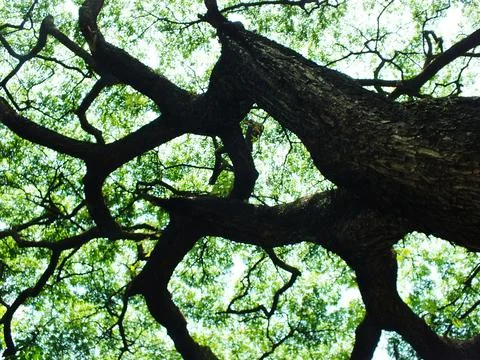 A large tree with a thick trunk and many branches. Foto stock
