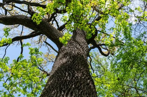 A large tree through which you can see a clear sky Stock Photos