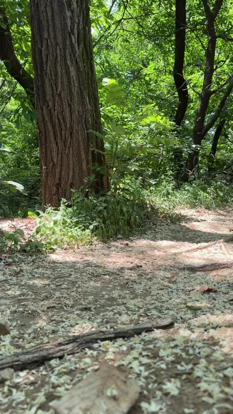 Large Tree Trunk Above a Forest Floor Covered With Fallen Petals Stock Footage 340413768