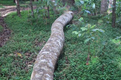 Large tree trunk among green grass plants Stock Photos