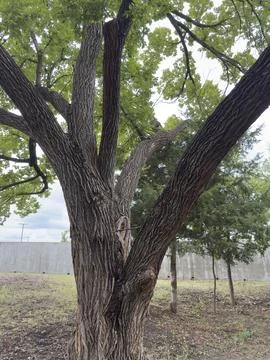 Large Tree Trunk and Branches Viewed Upward Stock-Fotos